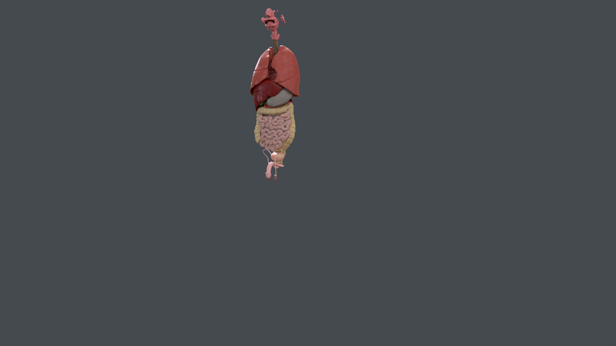 ../../_images/vapps_visceral.png